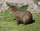 Benutzerbild von Capybara