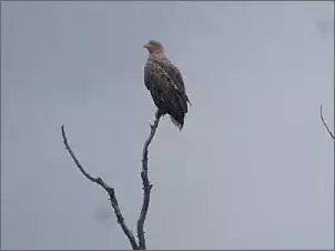 Klicken Sie auf die Grafik fr eine grere Ansicht

Name:	20240419_123339_kapitale_Sommerthur_Adler.jpg
Hits:	15
Gre:	39,2 KB
ID:	1012080