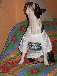 Klicken Sie auf die Grafik fr eine grere Ansicht

Name:	SchmidtTshirt01a.jpg
Hits:	327
Gre:	46,0 KB
ID:	149753