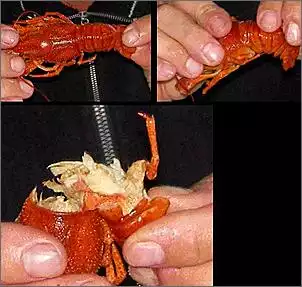 Klicken Sie auf die Grafik fr eine grere Ansicht

Name:	Krebse.jpg
Hits:	124
Gre:	42,0 KB
ID:	155219