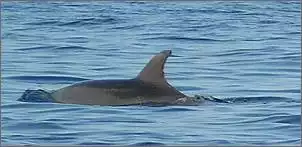 Klicken Sie auf die Grafik fr eine grere Ansicht

Name:	delphin.jpg
Hits:	267
Gre:	25,0 KB
ID:	156735