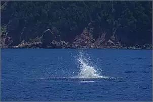 Klicken Sie auf die Grafik fr eine grere Ansicht

Name:	Schwertfisch.jpg
Hits:	331
Gre:	30,7 KB
ID:	163595