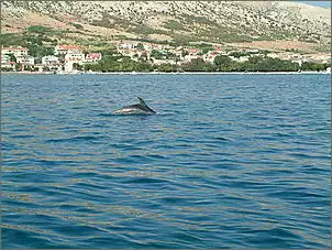 Klicken Sie auf die Grafik fr eine grere Ansicht

Name:	Croatien 030803-173358.jpg
Hits:	1407
Gre:	63,5 KB
ID:	170623