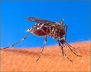 Klicken Sie auf die Grafik fr eine grere Ansicht

Name:	757px-Aedes_aegypti_biting_human[1].jpg
Hits:	224
Gre:	44,4 KB
ID:	187222