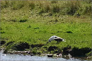 Klicken Sie auf die Grafik fr eine grere Ansicht

Name:	Gesammelte Werke 692.jpg
Hits:	674
Gre:	61,5 KB
ID:	241854