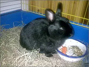Klicken Sie auf die Grafik fr eine grere Ansicht

Name:	Bommel1.jpg
Hits:	148
Gre:	51,6 KB
ID:	272376