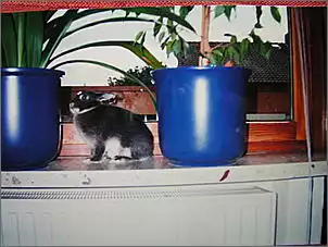 Klicken Sie auf die Grafik fr eine grere Ansicht

Name:	Kaninchen 006.jpg
Hits:	158
Gre:	37,8 KB
ID:	272378