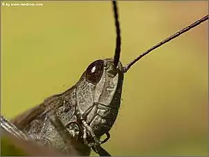 Klicken Sie auf die Grafik fr eine grere Ansicht

Name:	makro018.jpg
Hits:	100
Gre:	58,6 KB
ID:	300356