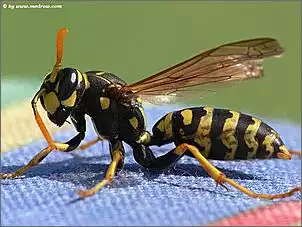 Klicken Sie auf die Grafik fr eine grere Ansicht

Name:	makro019.jpg
Hits:	112
Gre:	89,8 KB
ID:	300357
