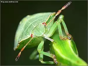 Klicken Sie auf die Grafik fr eine grere Ansicht

Name:	makro021.jpg
Hits:	114
Gre:	76,3 KB
ID:	300358
