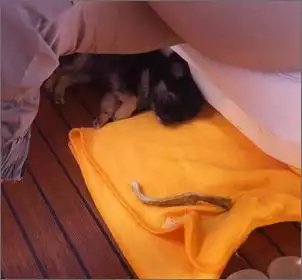 Klicken Sie auf die Grafik fr eine grere Ansicht

Name:	Balou.jpg
Hits:	215
Gre:	69,0 KB
ID:	369492