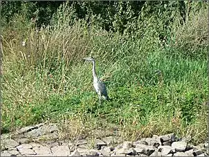 Klicken Sie auf die Grafik fr eine grere Ansicht

Name:	Mittelweser 1 026.jpg
Hits:	188
Gre:	185,1 KB
ID:	387836