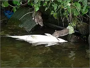 Klicken Sie auf die Grafik fr eine grere Ansicht

Name:	fisch01.jpg
Hits:	210
Gre:	111,4 KB
ID:	395098