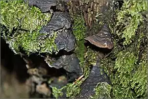 Klicken Sie auf die Grafik fr eine grere Ansicht

Name:	Wald 141.jpg
Hits:	76
Gre:	107,6 KB
ID:	403306