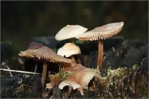 Klicken Sie auf die Grafik fr eine grere Ansicht

Name:	Wald 163.jpg
Hits:	128
Gre:	47,1 KB
ID:	403307