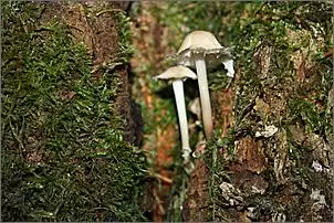 Klicken Sie auf die Grafik fr eine grere Ansicht

Name:	Wald 183.jpg
Hits:	133
Gre:	113,7 KB
ID:	403308
