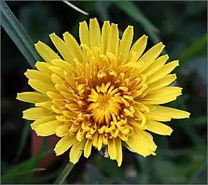 Klicken Sie auf die Grafik fr eine grere Ansicht

Name:	Blume2.jpg
Hits:	107
Gre:	113,2 KB
ID:	405915
