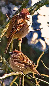 Klicken Sie auf die Grafik fr eine grere Ansicht

Name:	Spatz.Photoshop.jpg
Hits:	78
Gre:	198,0 KB
ID:	410377