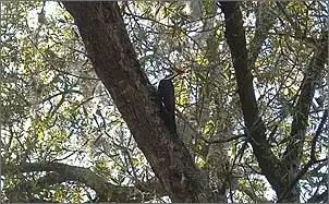 Klicken Sie auf die Grafik fr eine grere Ansicht

Name:	Vogel1.jpg
Hits:	124
Gre:	149,2 KB
ID:	411947