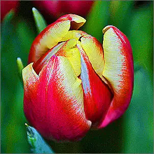 Klicken Sie auf die Grafik fr eine grere Ansicht

Name:	Tulpe neu.jpg
Hits:	150
Gre:	71,1 KB
ID:	421508