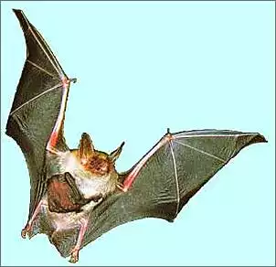 Klicken Sie auf die Grafik fr eine grere Ansicht

Name:	fledermaus1.jpg
Hits:	207
Gre:	10,3 KB
ID:	424134