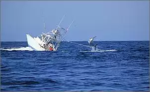 Klicken Sie auf die Grafik fr eine grere Ansicht

Name:	Marlin-Fish-vs-Boat-Battle-in-Panama-4.jpg
Hits:	504
Gre:	100,4 KB
ID:	424601