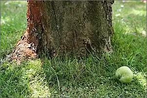 Klicken Sie auf die Grafik fr eine grere Ansicht

Name:	apfel-baum.jpg
Hits:	84
Gre:	82,8 KB
ID:	425850