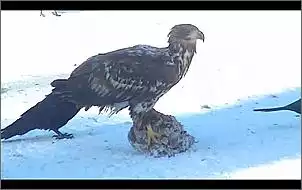 Klicken Sie auf die Grafik fr eine grere Ansicht

Name:	Seeadler 2.jpg
Hits:	52
Gre:	35,2 KB
ID:	433303