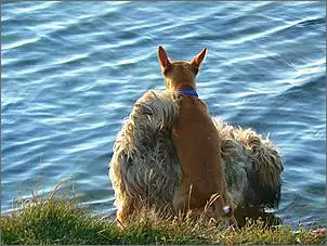 Klicken Sie auf die Grafik fr eine grere Ansicht

Name:	Wauwau.jpg
Hits:	66
Gre:	154,3 KB
ID:	433492
