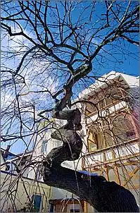 Klicken Sie auf die Grafik fr eine grere Ansicht

Name:	baum.jpg
Hits:	74
Gre:	193,4 KB
ID:	433527