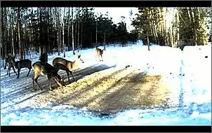 Klicken Sie auf die Grafik fr eine grere Ansicht

Name:	Rehe.jpg
Hits:	99
Gre:	94,7 KB
ID:	433560