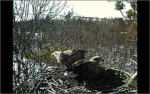 Klicken Sie auf die Grafik fr eine grere Ansicht

Name:	Seeadler 3.jpg
Hits:	75
Gre:	125,6 KB
ID:	433633