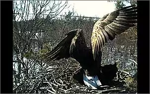 Klicken Sie auf die Grafik fr eine grere Ansicht

Name:	Seeadler 4.jpg
Hits:	96
Gre:	119,8 KB
ID:	433634