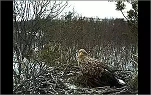 Klicken Sie auf die Grafik fr eine grere Ansicht

Name:	Nest Seeadler 1.jpg
Hits:	73
Gre:	122,3 KB
ID:	434128