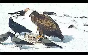 Klicken Sie auf die Grafik fr eine grere Ansicht

Name:	Seeadler 7.jpg
Hits:	79
Gre:	58,6 KB
ID:	434129