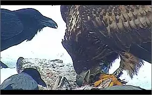 Klicken Sie auf die Grafik fr eine grere Ansicht

Name:	Seeadler 6.jpg
Hits:	70
Gre:	65,8 KB
ID:	434130