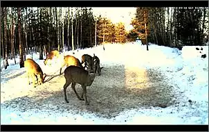 Klicken Sie auf die Grafik fr eine grere Ansicht

Name:	Rehe 11.jpg
Hits:	64
Gre:	95,8 KB
ID:	435485