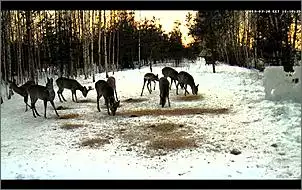 Klicken Sie auf die Grafik fr eine grere Ansicht

Name:	Rehe 14.jpg
Hits:	67
Gre:	103,0 KB
ID:	436112