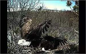 Klicken Sie auf die Grafik fr eine grere Ansicht

Name:	Seeadler.jpg
Hits:	73
Gre:	123,2 KB
ID:	439450