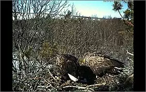 Klicken Sie auf die Grafik fr eine grere Ansicht

Name:	Seeadler 9.jpg
Hits:	81
Gre:	132,5 KB
ID:	439451