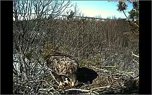 Klicken Sie auf die Grafik fr eine grere Ansicht

Name:	Seeadler 10.jpg
Hits:	74
Gre:	136,4 KB
ID:	439452