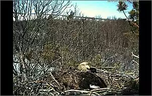 Klicken Sie auf die Grafik fr eine grere Ansicht

Name:	Seeadler 11.jpg
Hits:	77
Gre:	138,0 KB
ID:	439453