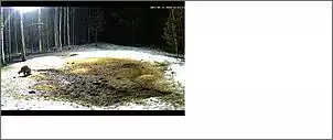 Klicken Sie auf die Grafik fr eine grere Ansicht

Name:	Marderhund 2.jpg
Hits:	90
Gre:	38,3 KB
ID:	441795