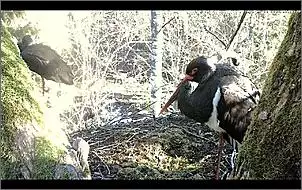 Klicken Sie auf die Grafik fr eine grere Ansicht

Name:	Schwarzstrche 1.jpg
Hits:	60
Gre:	135,2 KB
ID:	443346