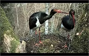 Klicken Sie auf die Grafik fr eine grere Ansicht

Name:	Schwarzstrche 2.jpg
Hits:	90
Gre:	143,2 KB
ID:	443416