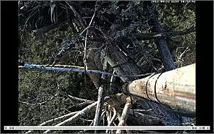 Klicken Sie auf die Grafik fr eine grere Ansicht

Name:	Nest.jpg
Hits:	92
Gre:	110,8 KB
ID:	444295