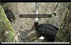 Klicken Sie auf die Grafik fr eine grere Ansicht

Name:	Schwarzstrche 7.jpg
Hits:	153
Gre:	150,0 KB
ID:	445293