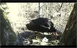 Klicken Sie auf die Grafik fr eine grere Ansicht

Name:	Schwarzstrche 9.jpg
Hits:	140
Gre:	126,8 KB
ID:	446227