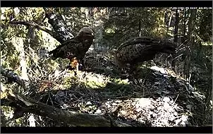 Klicken Sie auf die Grafik fr eine grere Ansicht

Name:	Altes Storchennest 1.jpg
Hits:	118
Gre:	137,7 KB
ID:	446824