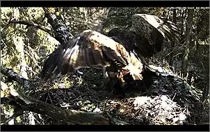 Klicken Sie auf die Grafik fr eine grere Ansicht

Name:	Altes Storchennest 2.jpg
Hits:	121
Gre:	127,8 KB
ID:	446825
